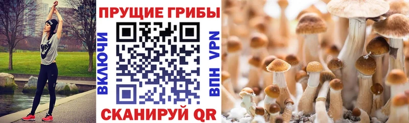Псилоцибиновые грибы Cubensis  omg ссылка  Кулебаки  где купить наркоту 